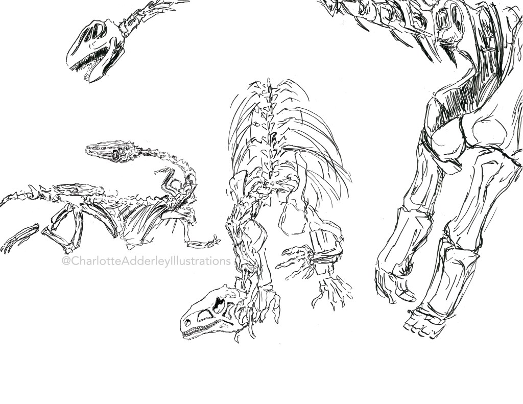 Three line drawings of dinosaur skeletons in ink. 